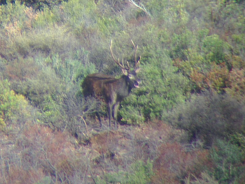 Cervus elaphus corsicanus (cervo sardo)